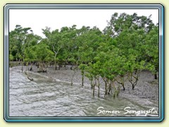 Expecting a tiger in the  Mangroves, Sunderbans, Bengal