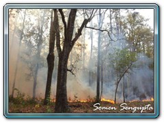 Forest Fire at Paren, Bengal