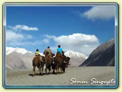 Camel Ride in Sumur Desert, Ladakh