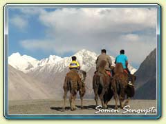 BCamel Ride in Sumur Desert, Ladakh