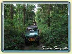 Gorumara Forest, Bengal