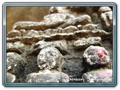 Pakkbira exploration site - Bengal