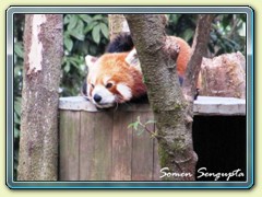 Red Panda, Darjeeling zoo, Bengal