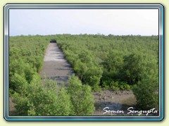 From Dobanki watchtower, Sunderbans, Bengal