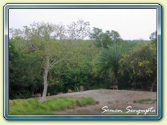 Deers from Watchtower, Sunderbans, Bengal