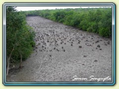 Inside deep forest, Sunderbans, Bengal