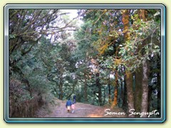 Taking a walk at Binsar, Uttaranchal