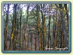 Sunrise inside Jim Corbett National Park, Binsar, Uttaranchal