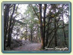 Jungle pathway, Binsar, Uttaranchal