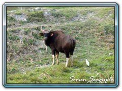 A Gaur at Chapramari Reserve Forest, Bengal