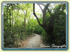 Bethuadahari Forest, Bengal