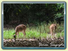 Bethuadahari Forest, Bengal