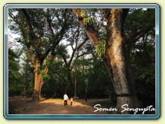 Bethuadahari Forest, Bengal