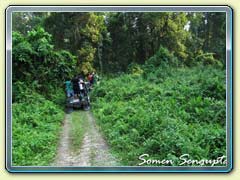 Gorumara Forest, Bengal