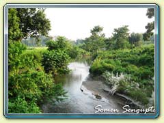 Gorumara Forest, Bengal