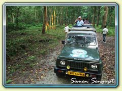 Gorumara Forest, Bengal