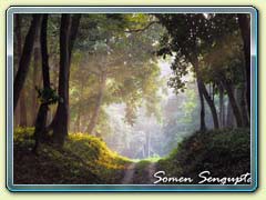 Gorumara Forest, Bengal