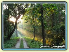 Gorumara Forest, Bengal