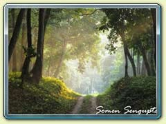 Gorumara Forest, Bengal