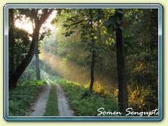 Gorumara Forest, Bengal