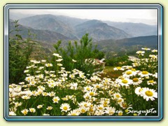Bed of flowers, Fagu, Himachal Pradesh