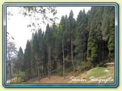 Dark Pines, Rishyap, Bengal