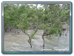 Sunderbans