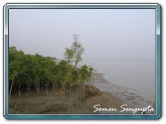 Sunderbans