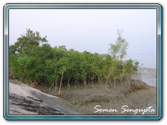 Sunderbans