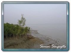 Sunderbans